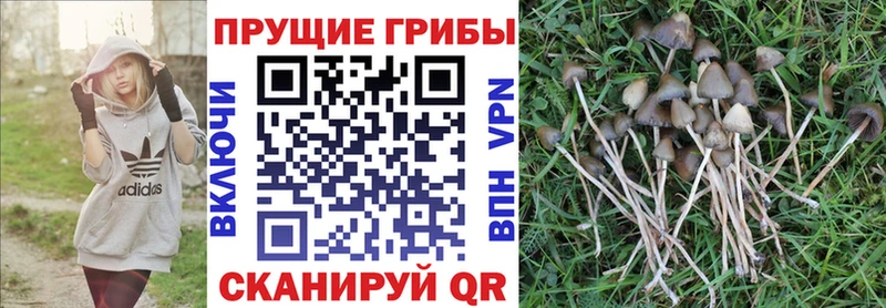 Псилоцибиновые грибы Magic Shrooms  где купить   mega вход  Стерлитамак 
